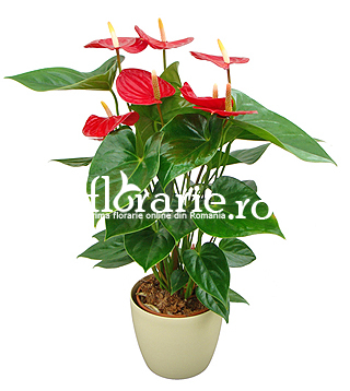 Anthurium