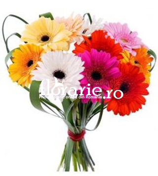 Gerbera multicolore