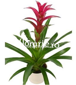 Guzmania