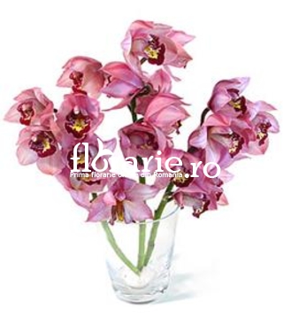 Orhidee cymbidium mov