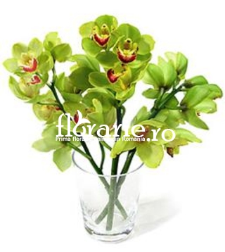 Orhidee cymbidium verzi