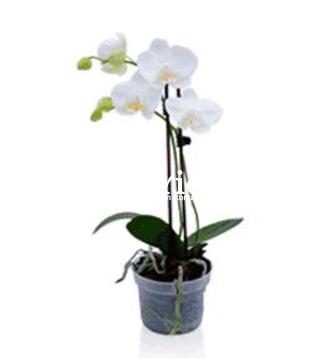 Orhidee phalaenopsis deluxe