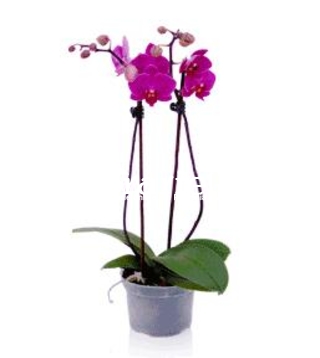 Orhidee phalaenopsis deluxe mov