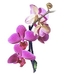 Orhidee phalaenopsis mov