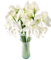 Amaryllis albe