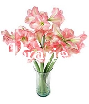 Amaryllis roz