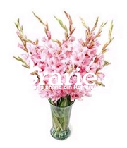 Gladiole roz