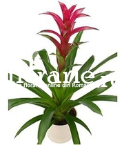 Guzmania