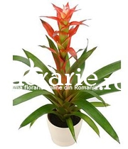 Guzmania portocalie