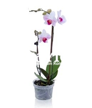 Orhidee phalaenopsis deluxe duo