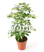 Schefflera