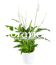 Spathiphyllum