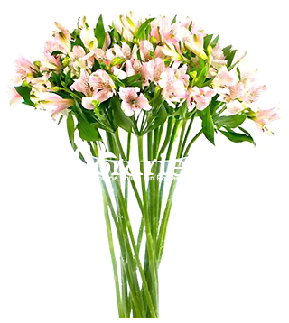 Alstroemeria roz