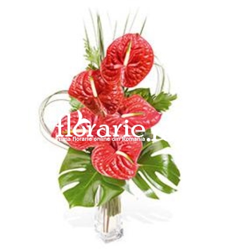 Anthurium red