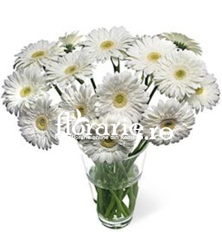 Gerbera albe