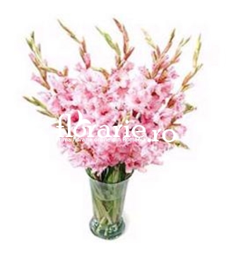 Gladiole roz