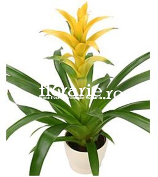 Guzmania galbena