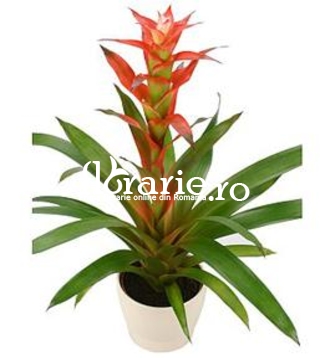 Guzmania portocalie