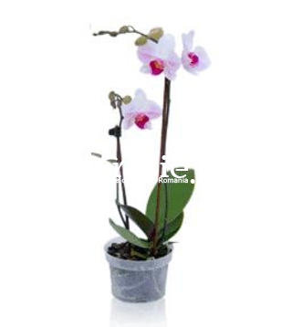 Orhidee phalaenopsis deluxe duo