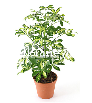 Schefflera