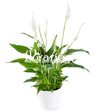 Spathiphyllum