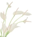 Anthurium alb