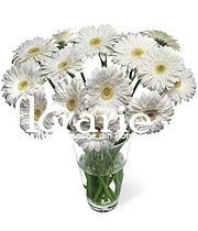 Gerbera albe