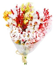 Orhidee cymbidium mix