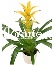 Guzmania galbena