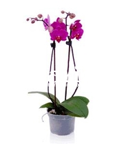 Orhidee phalaenopsis deluxe mov