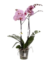 Orhidee phalaenopsis deluxe roz