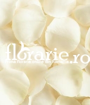 Petale trandafiri albi